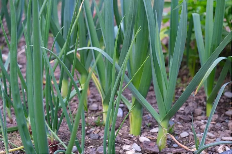 Australian Grow Guide Leeks Ultimate Backyard