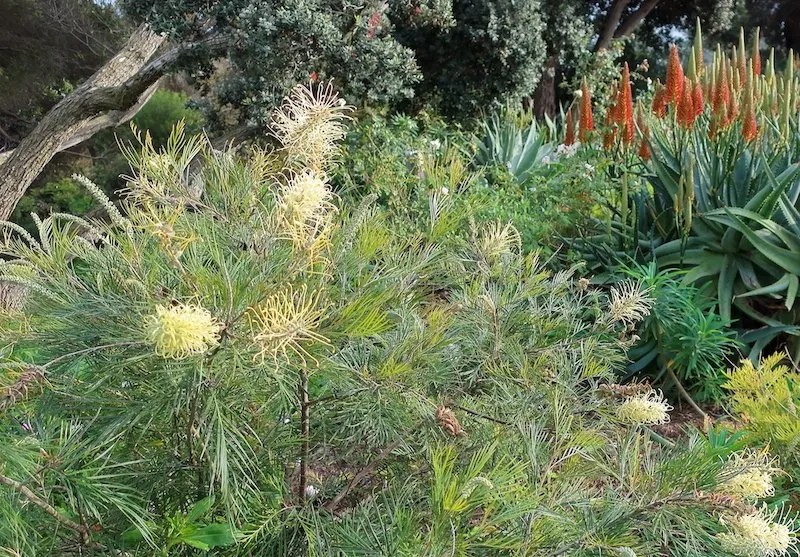Grow Guide Grevillea Moonlight Ultimate Backyard