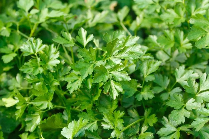 Growing Italian Parsley (Flat Leaf Parsley) in Australia Ultimate