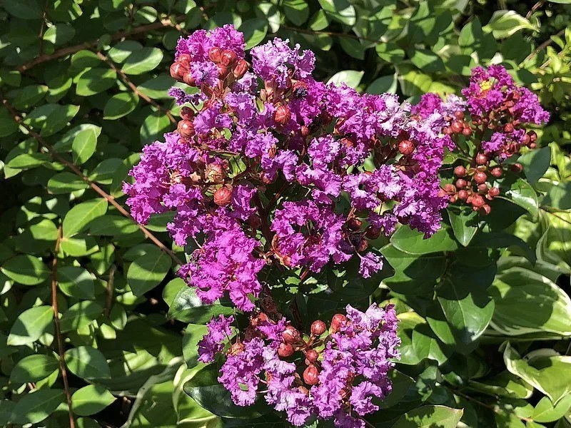 6 Purple Flowering Trees that Grow in Australia Ultimate Backyard