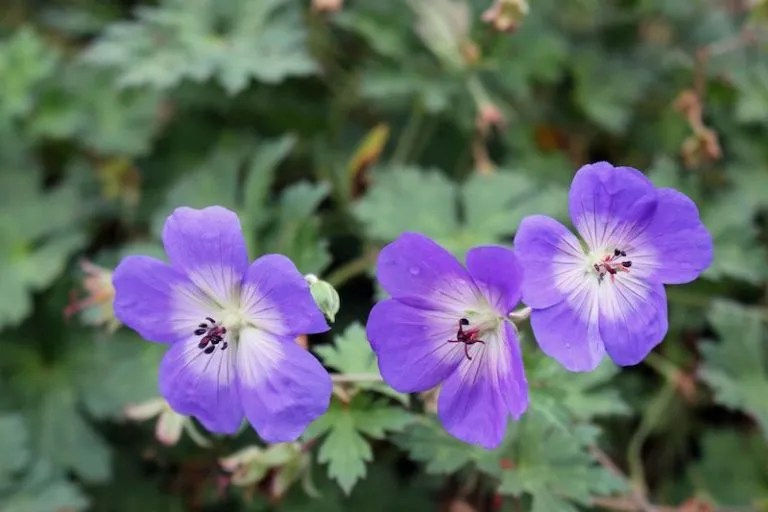 5 Geranium Varieties to Grow in Australia Ultimate Backyard