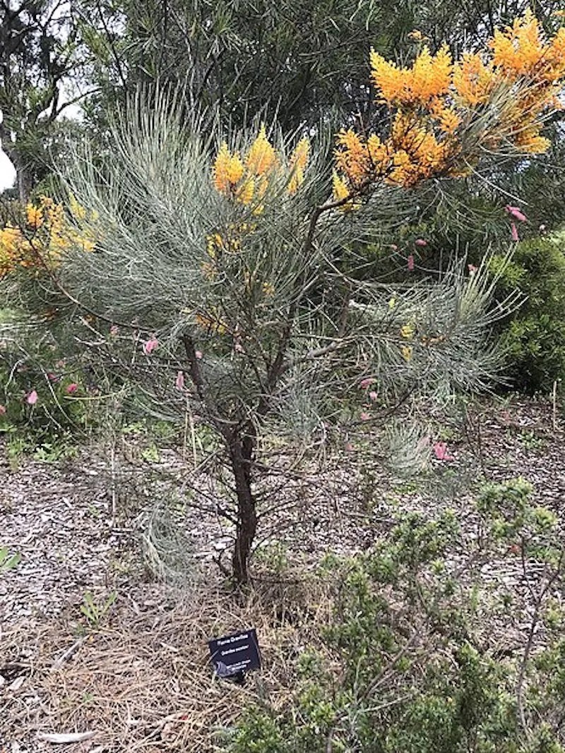 Grevillea Varieties in Australia Complete Guide Ultimate Backyard
