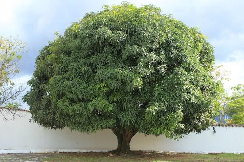 How and When to Prune Mango Trees in Australia Ultimate Backyard