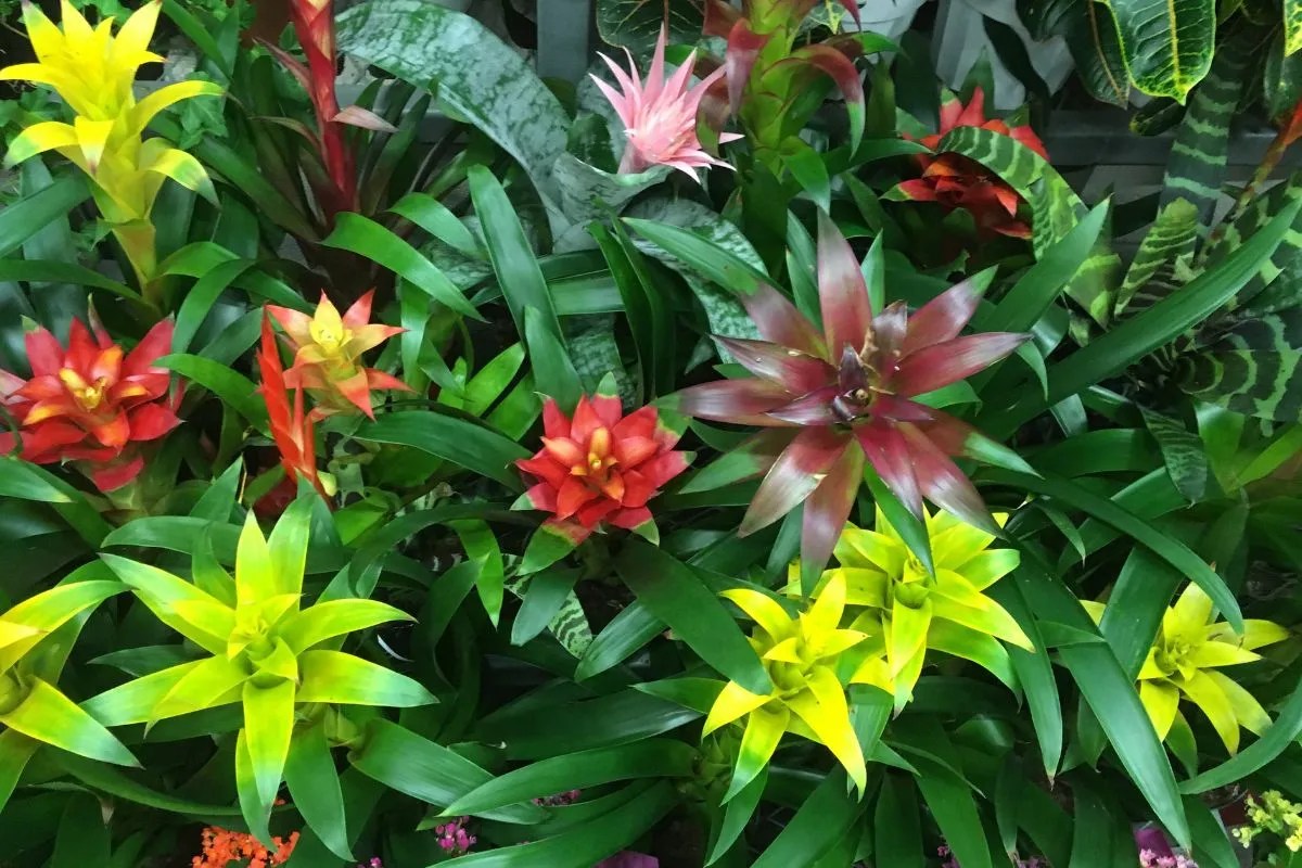 Oxley Nursery Your Gateway to a Tropical Garden Ultimate Backyard