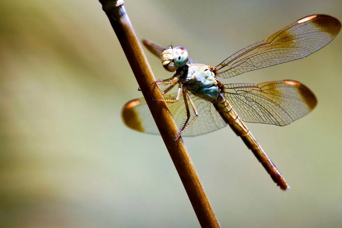 Attracting Dragonflies to Your Australian Garden Ultimate Backyard
