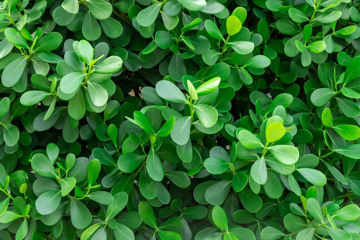 Australian Grow Guide Japanese Box Hedge (Buxus microphylla japonica