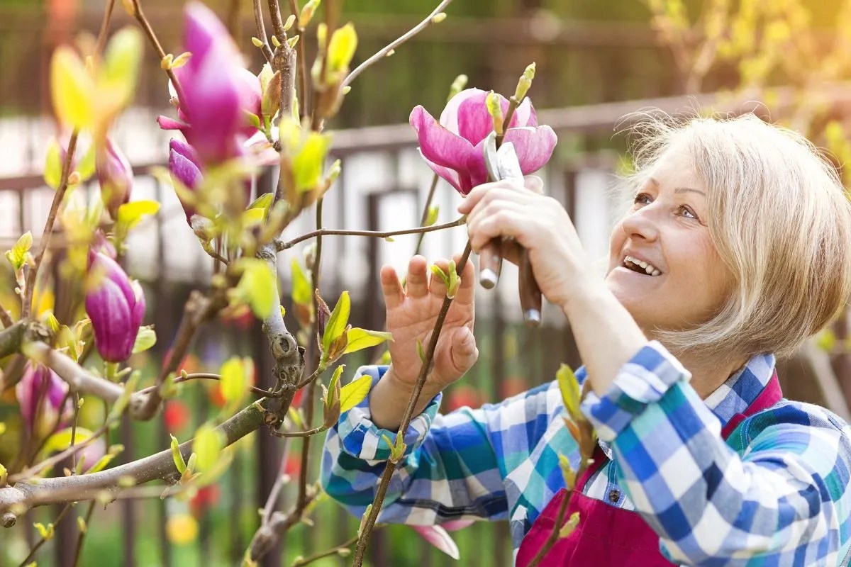 Growing a Magnolia Hedge in Australia Ultimate Backyard