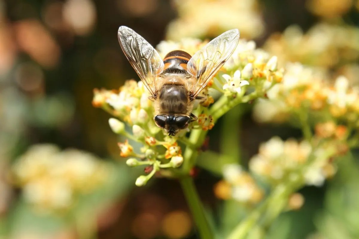 Types of Australian Native Bees and How to Attract them to Your Garden