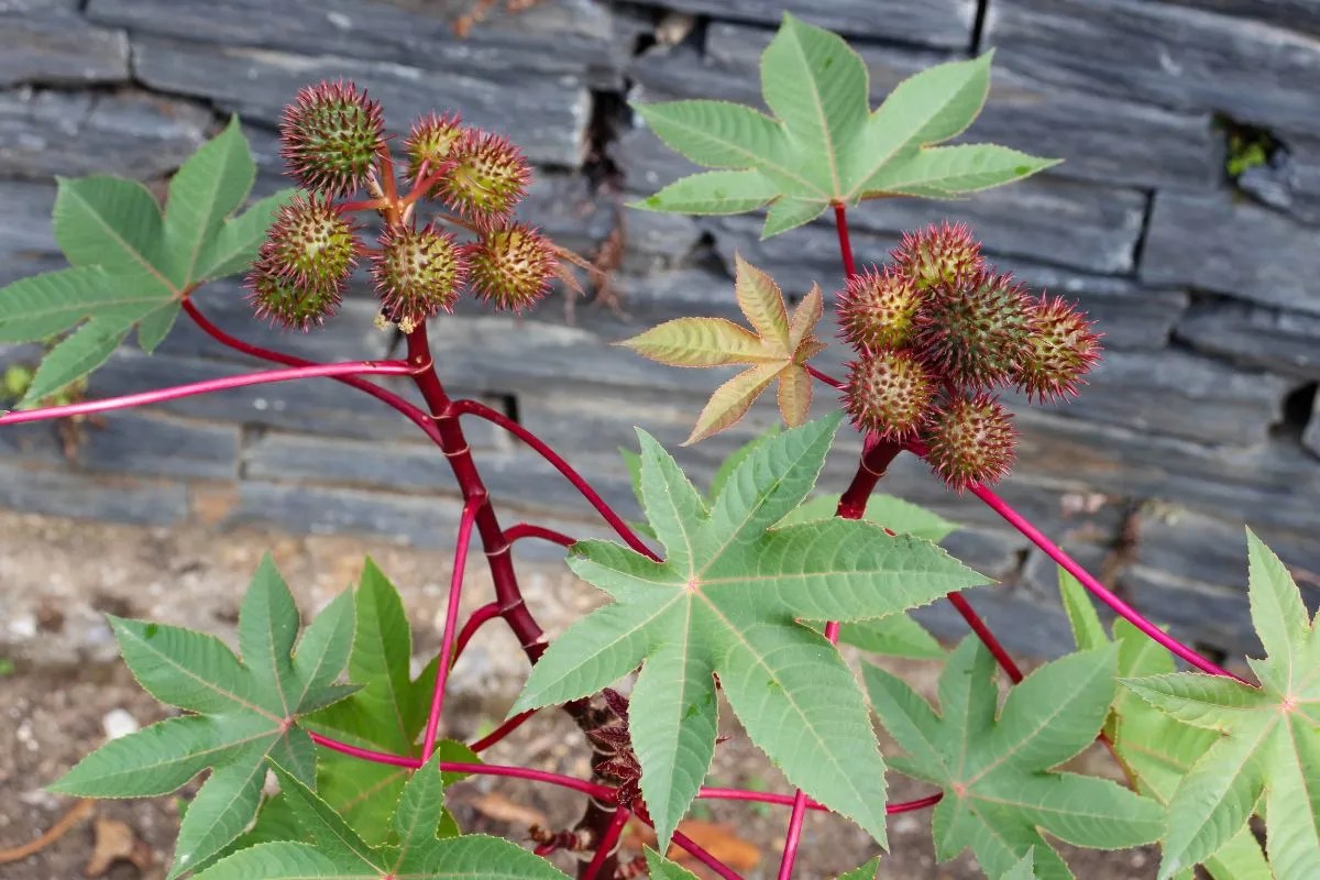 A Guide to Australia's Most Poisonous Plants Ultimate Backyard