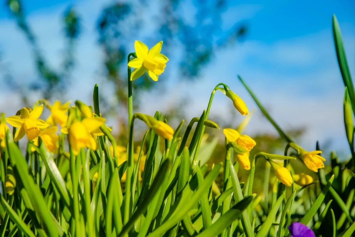 Understanding Timing for Daffodil Bulb Planting in Australia Ultimate