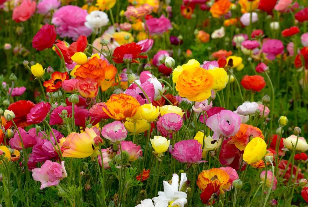 17 Spring Flowers for Australian Gardens Ultimate Backyard