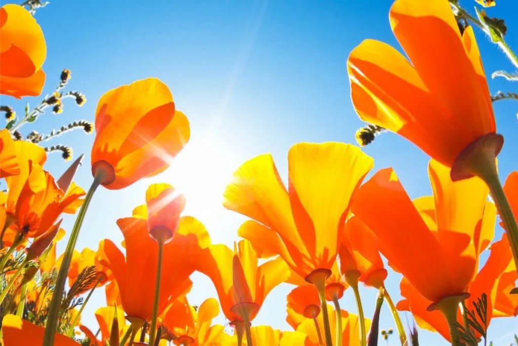 11 Bell and TrumpetShaped Flowers for Australian Gardens Ultimate