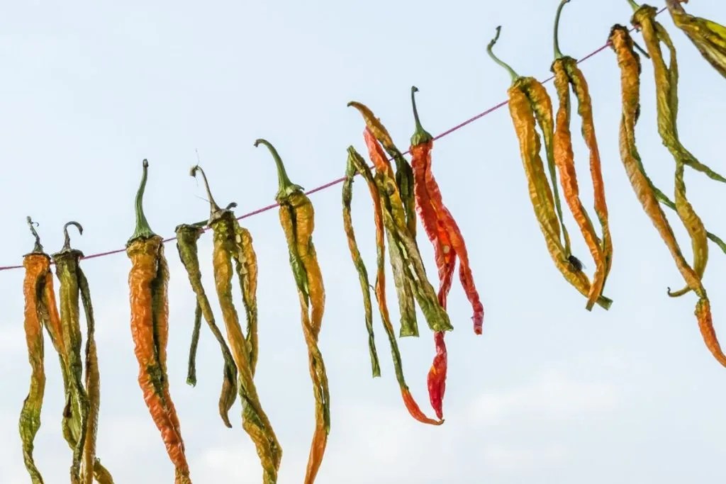 3 Easy Methods for Drying Chillies at Home Ultimate Backyard