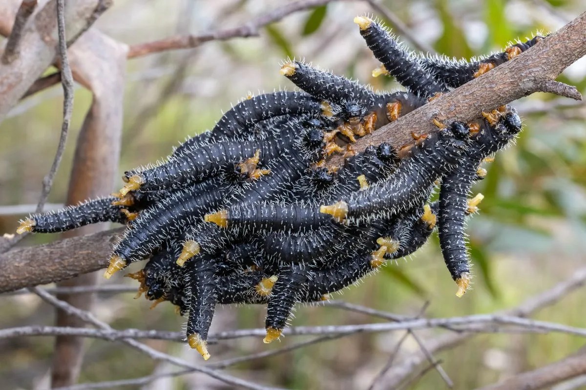 Growing a Small Eucalyptus Tree + Dwarf Eucalyptus Varieties Ultimate
