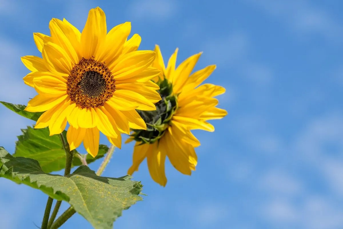 When to Plant Sunflower Seeds in Australia Ultimate Backyard