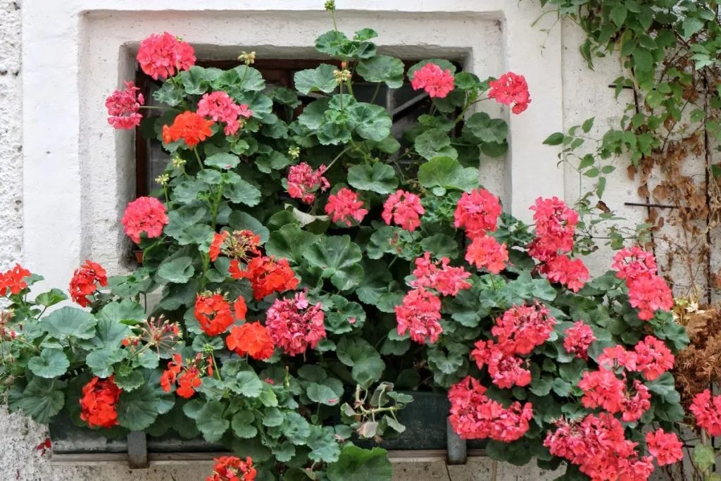 What's Eating my Geraniums? (Australian Guide) Ultimate Backyard