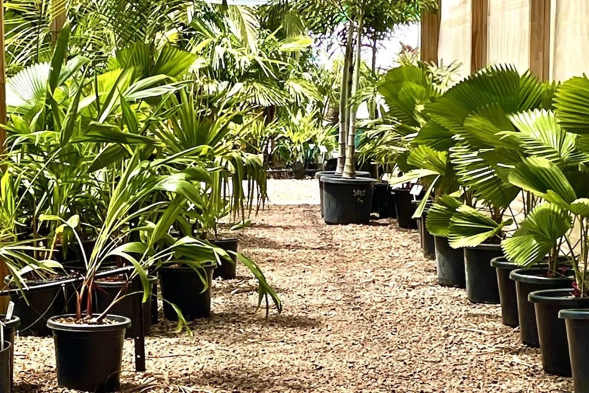 A Gardener's Guide to The Best Nurseries in Victoria Ultimate Backyard