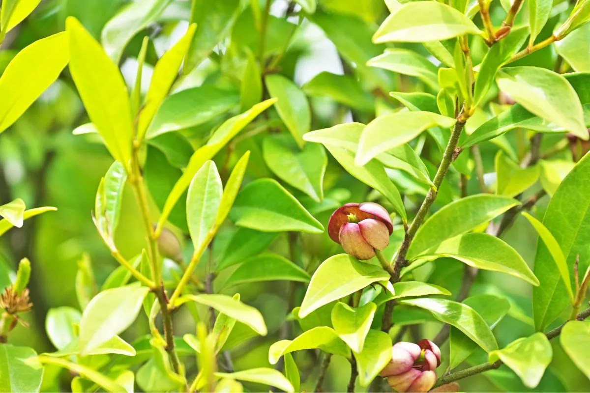 6 Great Plants for Narrow Garden Beds in Australia Ultimate Backyard