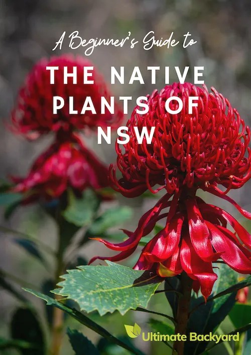 Native Plants of NSW (eBook) Ultimate Backyard