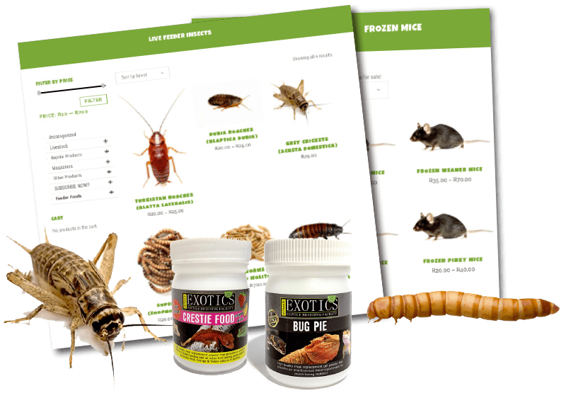 Ultimate Exotics SA's Leading Online Reptile Store!