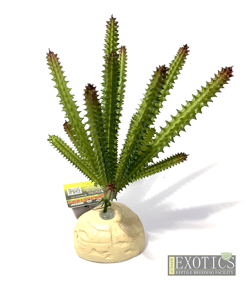 Plastic Succulent Ultimate Exotics