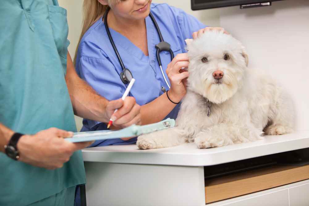 Heartworms In Dogs Symptoms, Treatment And Prevention Ultimate Home