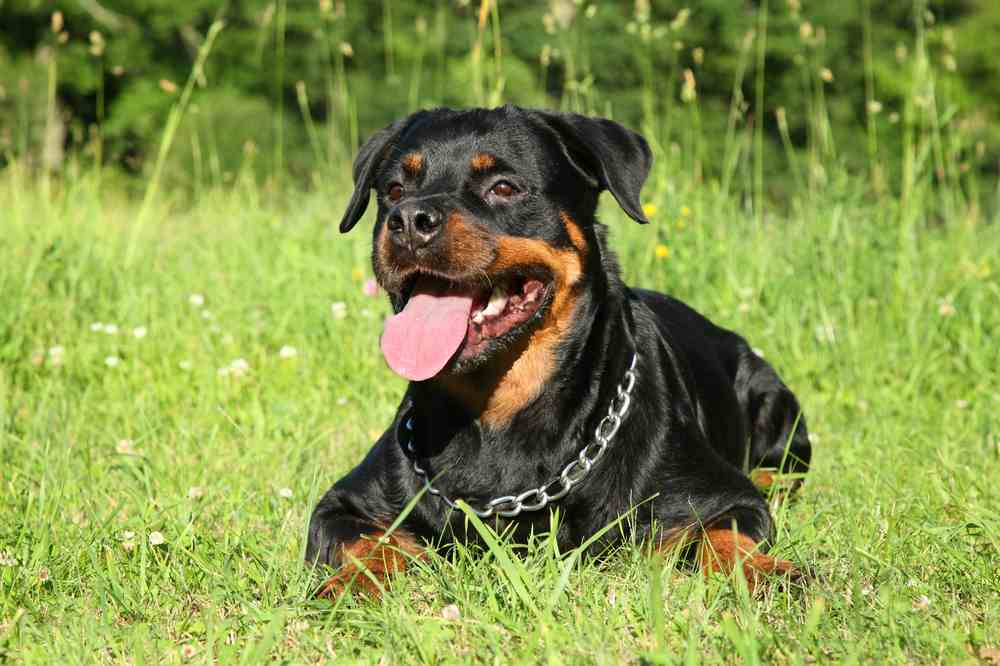 Best Food For Rottweiler Puppy & Adult (Top 5 Picks Of 2019)