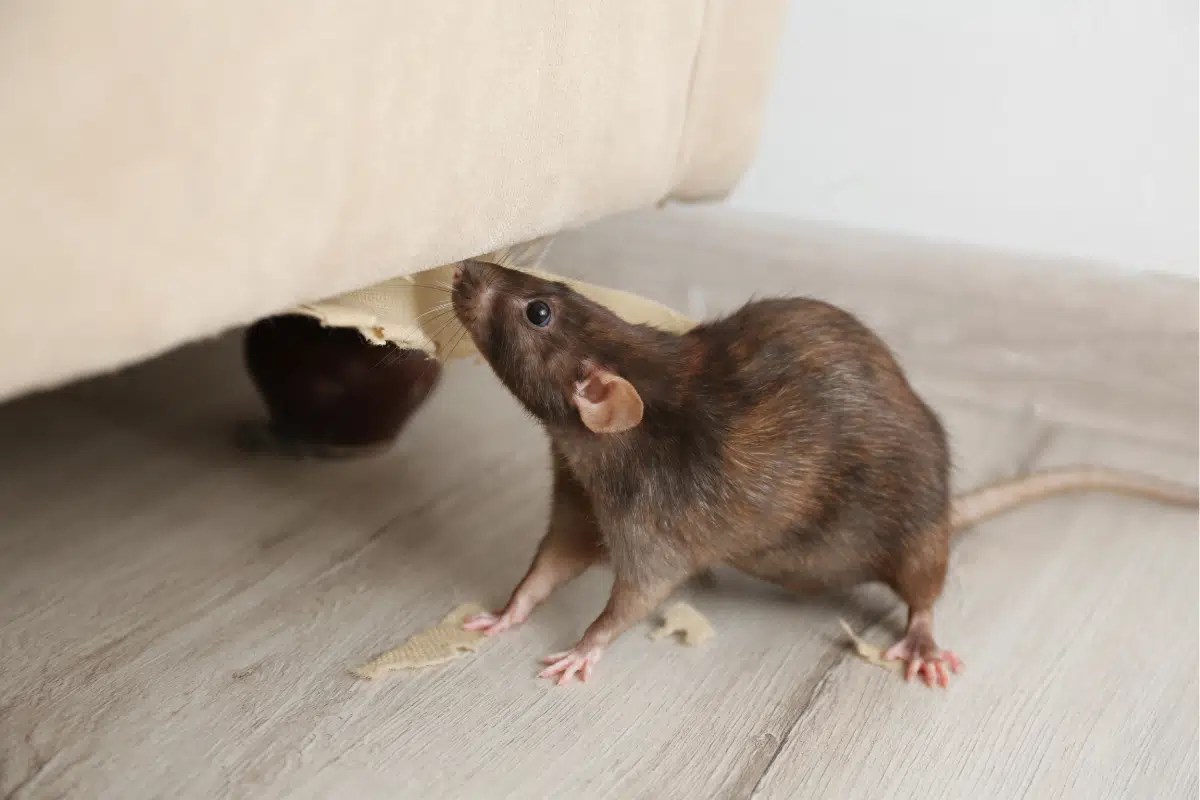 5 Ways Rats Enter Homes Ultimate Pest Control