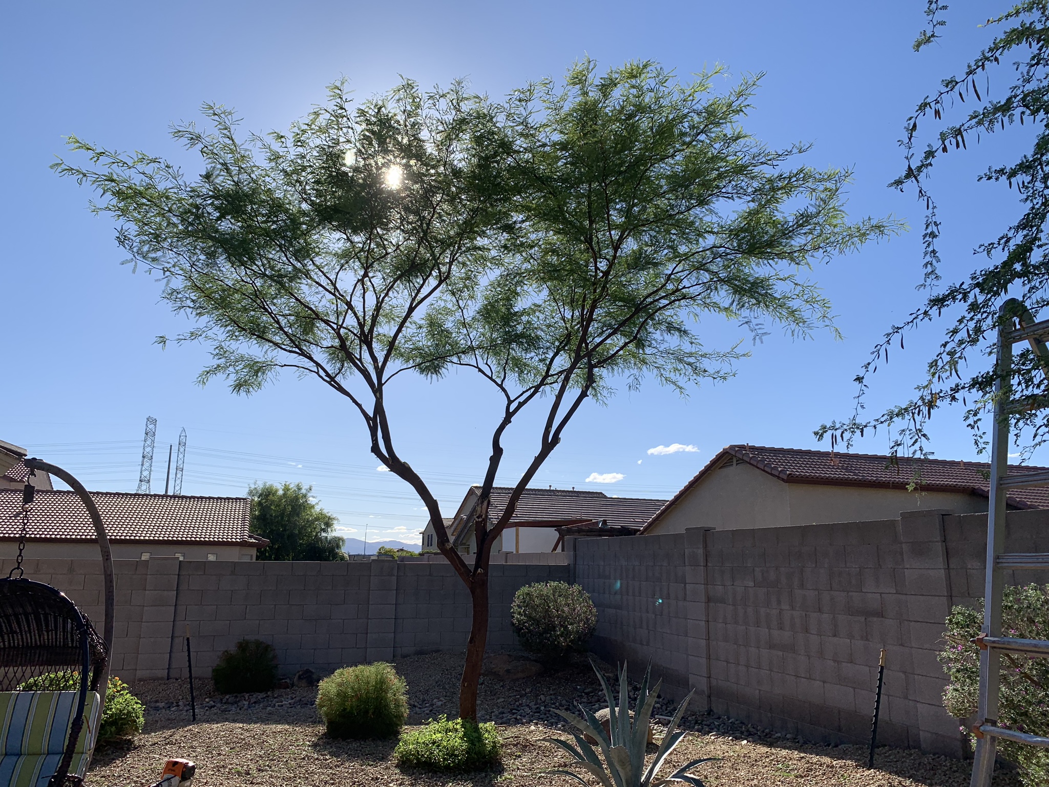 Ultimate Trees AZ Phoenix Arizona Hardscapes and Landscapes AZ