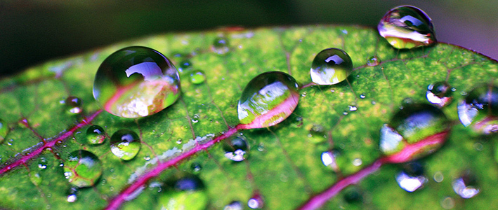 Superhydrophobic And Superoleophobic Phenomena In Nature