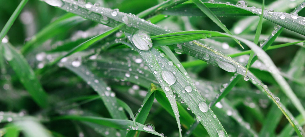 Superhydrophobic And Superoleophobic Phenomena In Nature