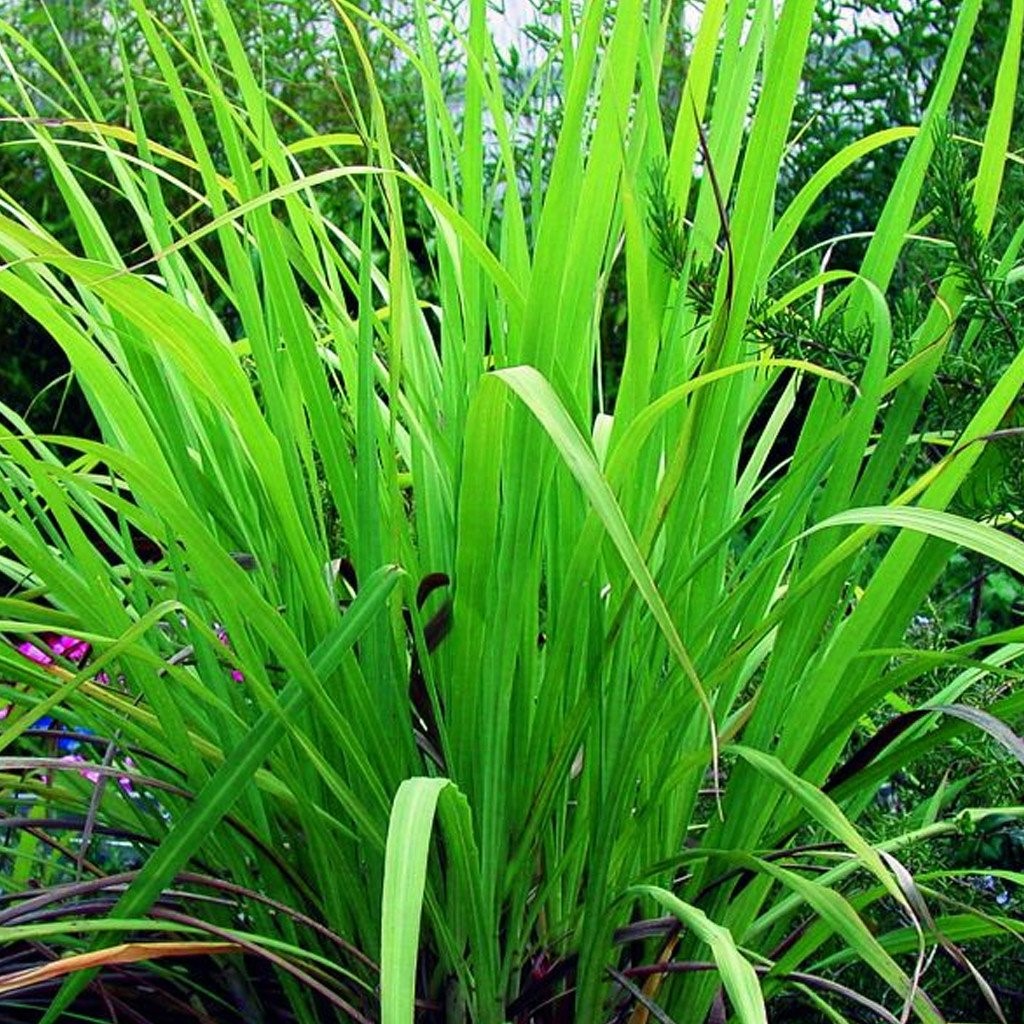 Gingergrass Ultra International B.V.Ultra International B.V.