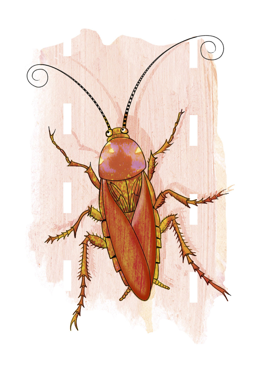 Cockroach Pest Control Cockroach ControlUltra Pest Contro