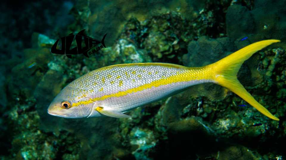 Yellowtail Fishing Sportfishing Guide to Fish for Yellowtail Snapper