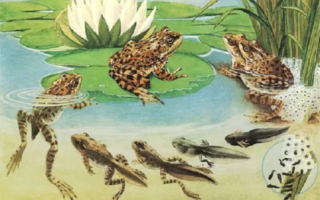 930 Gambar Daur Hidup Hewan Ikan Terbaru Gambar Hewan