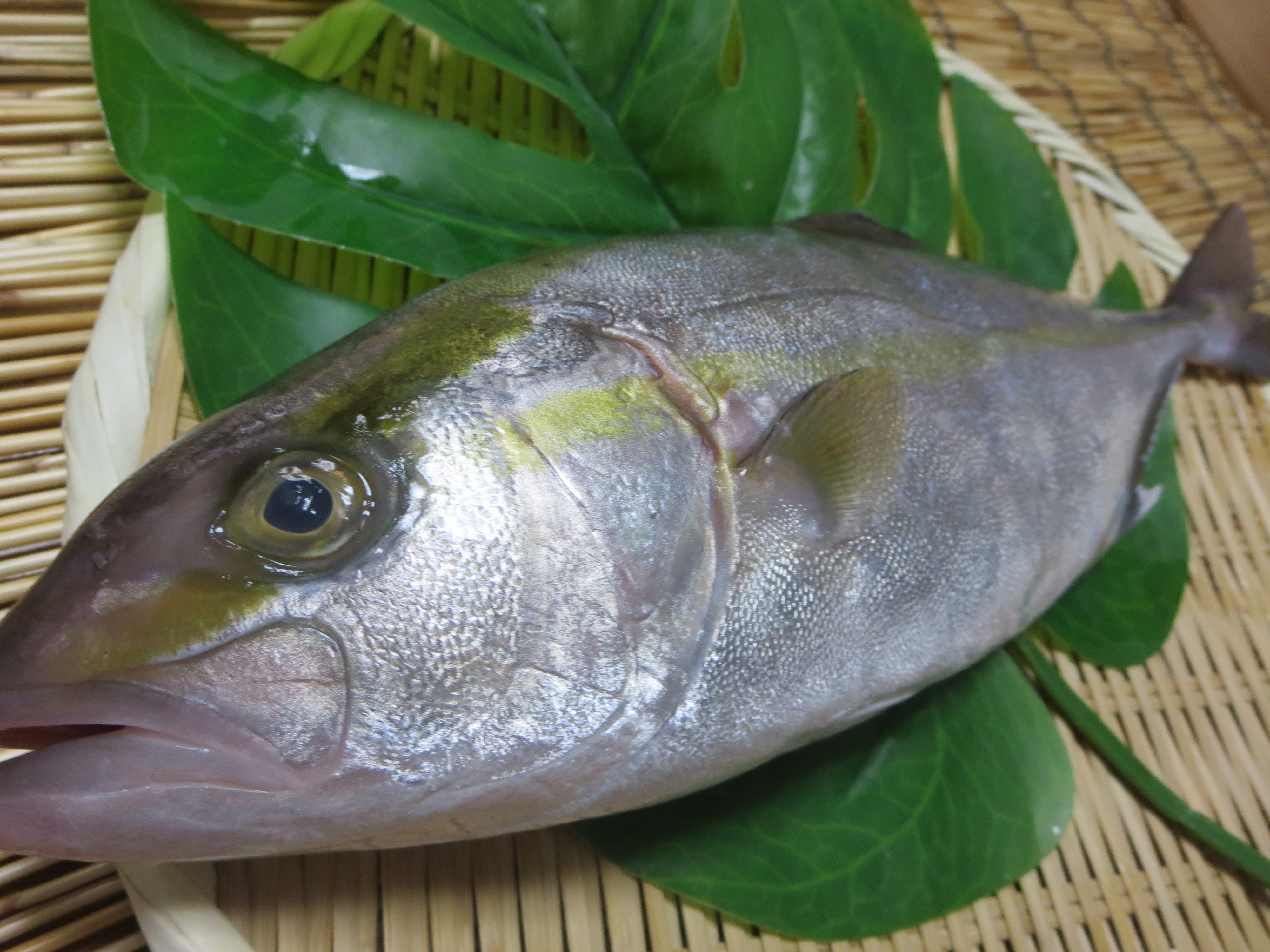 【2019年のベスト】 出世魚 かんぱち