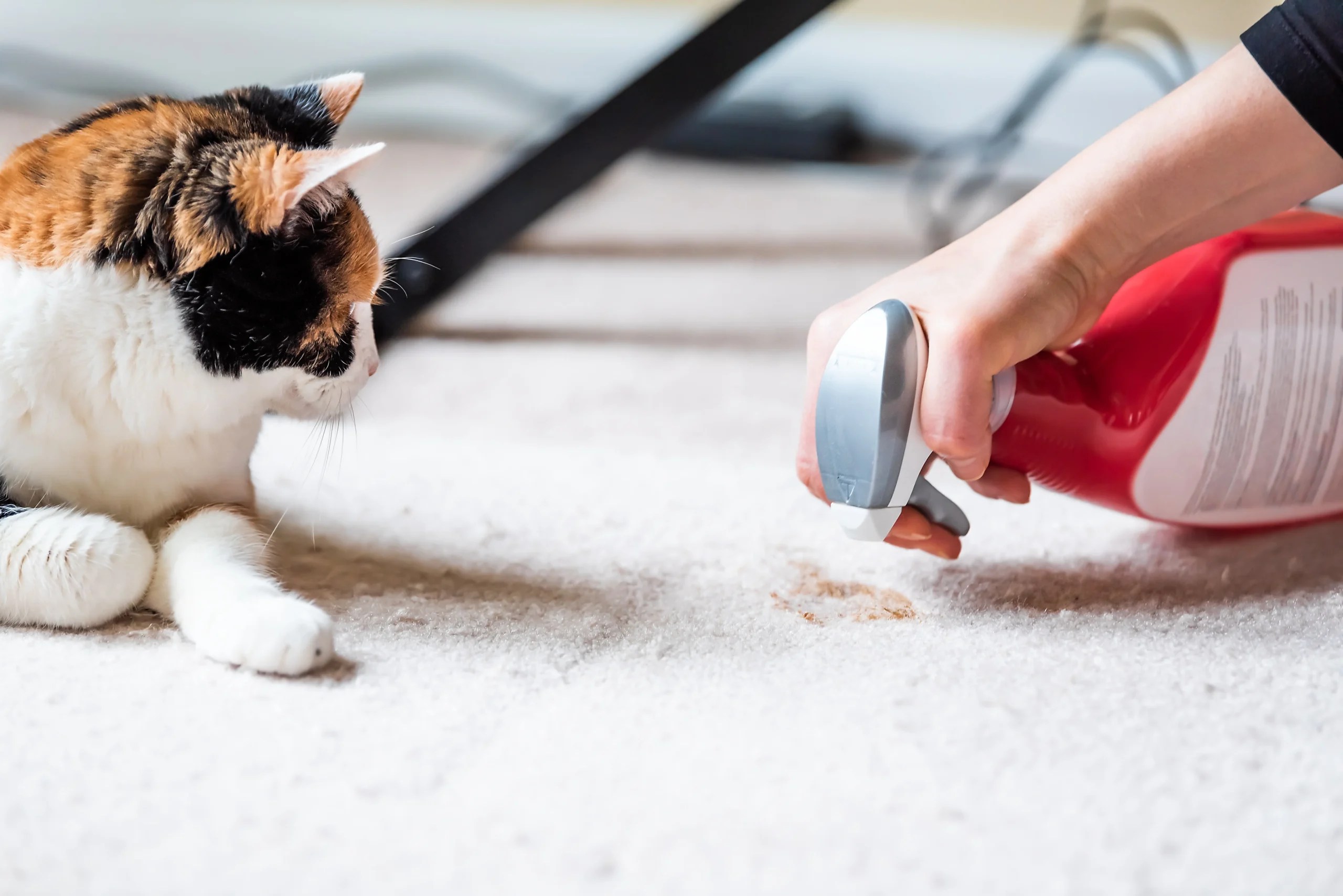 Best Cat Urine Carpet Cleaner How to Get Rid of the Cat Pee Smell