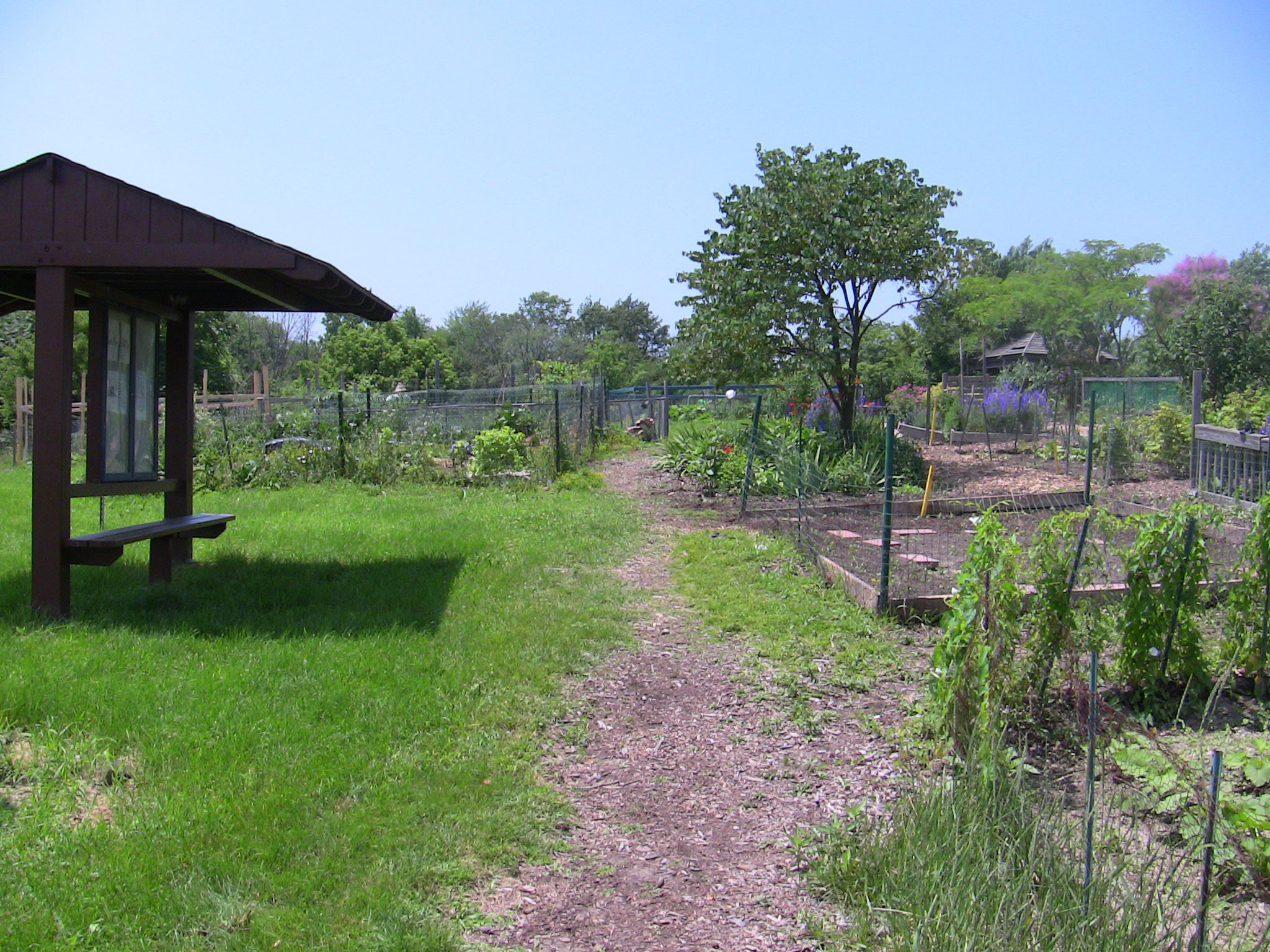 Community Organic Garden University of MichiganDearborn