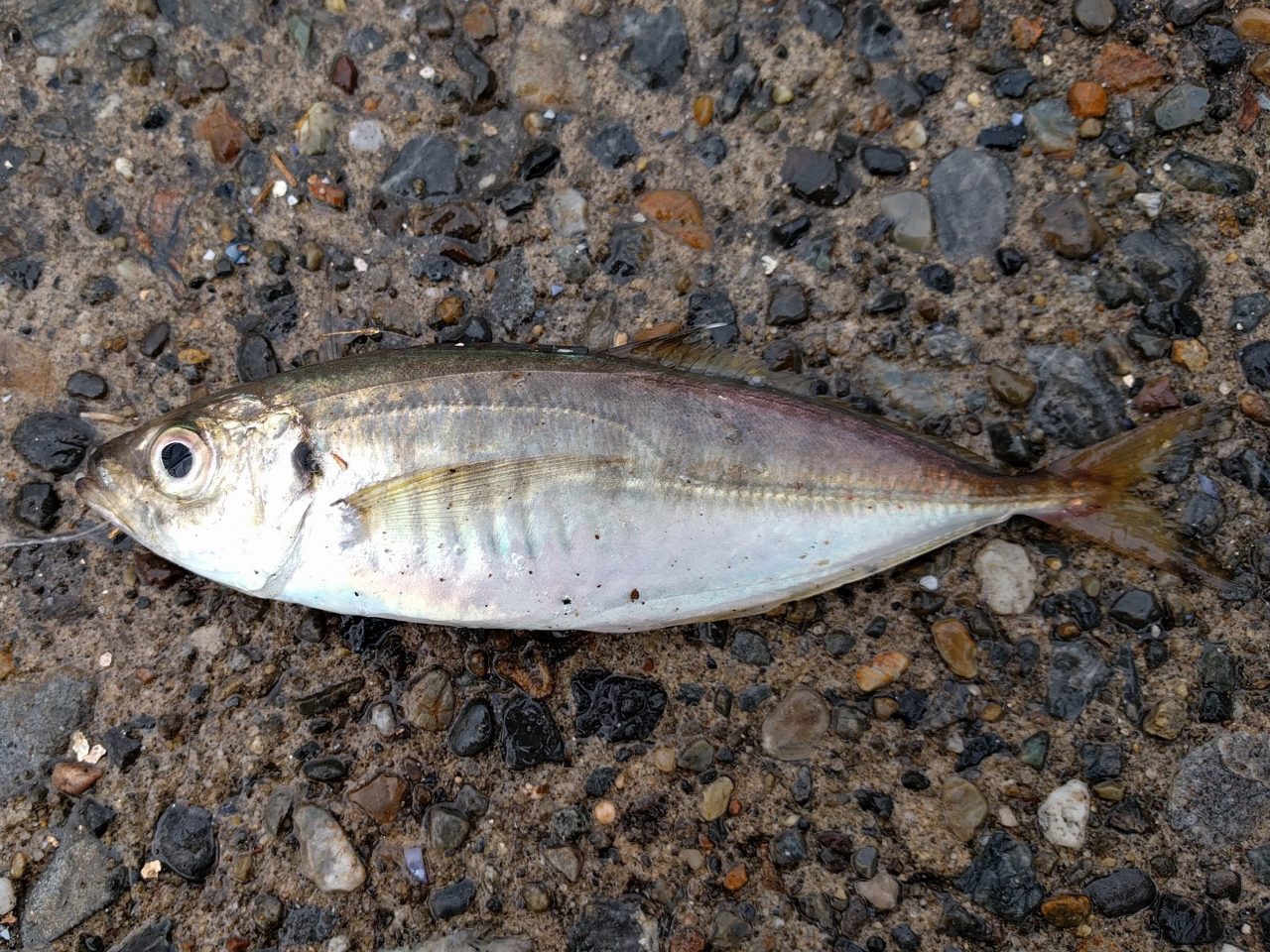 触ると危険な海の魚・生き物 海釣りスタートガイド