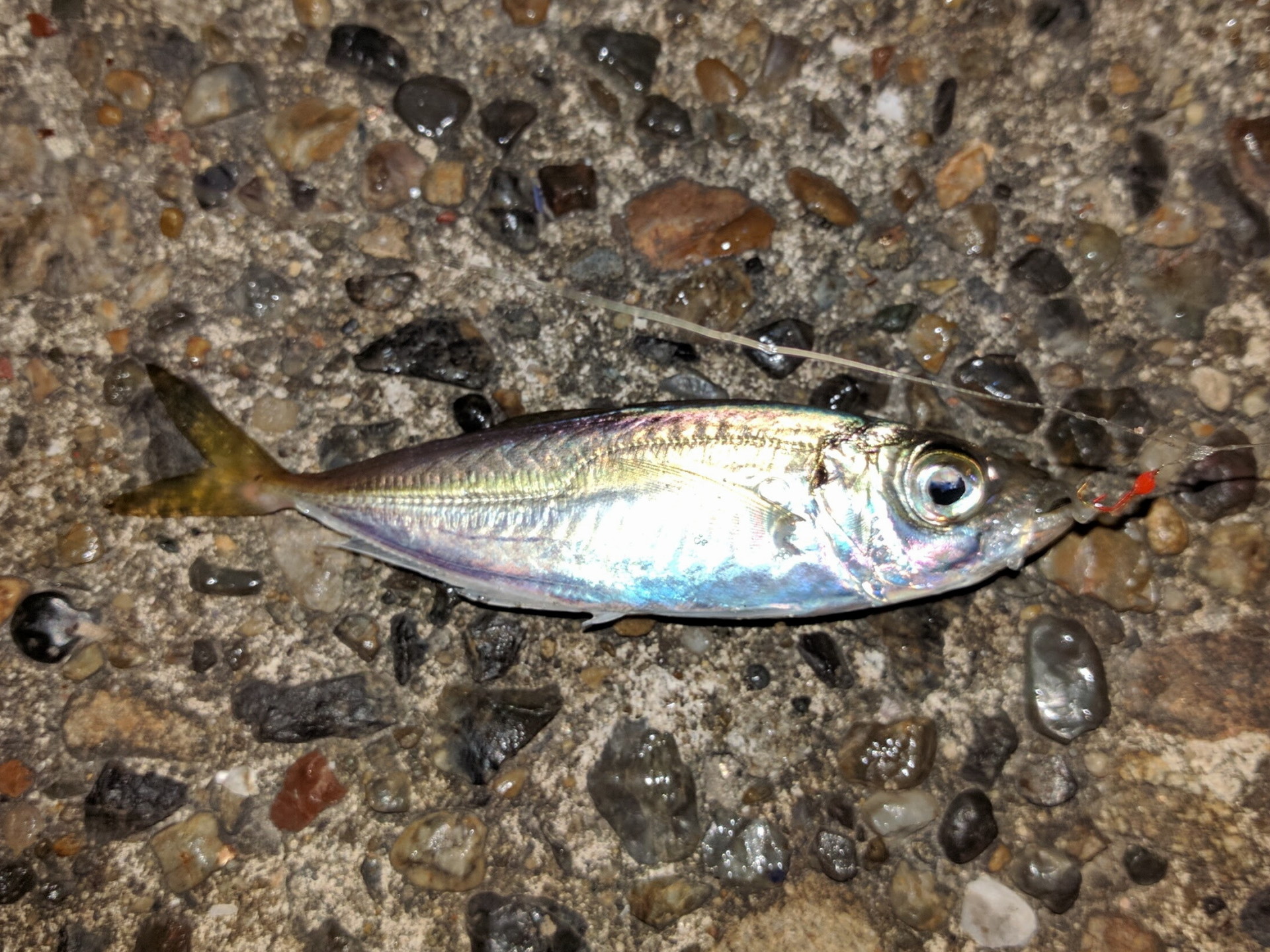 75+サビキ で 釣れる 魚 写真 魚のすべて