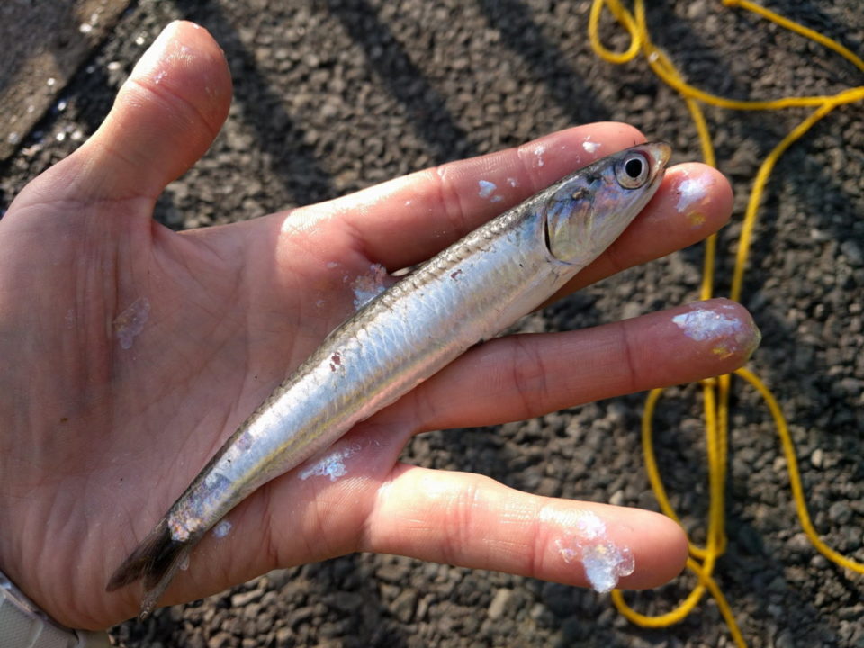 イワシ釣りでおすすめのサビキ仕掛け 海釣りスタートガイド