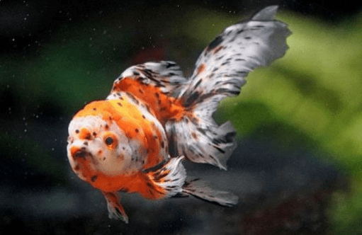 マリンワールド「夢幻黄金魚展」開催中！！｜うみなかたび｜海の中道・西戸崎×志賀島をまるっと満喫！