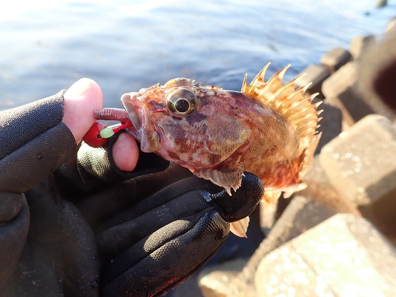 カサゴ釣りに最も効果的なエサはどれがいいのか？ 釣りおじさんの釣りネタ帳