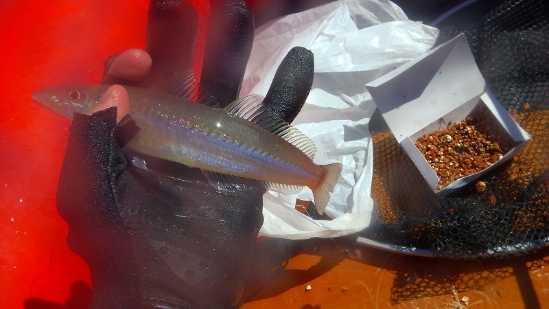 堤防釣りの定番！アオイソメで釣れる魚は？ 釣りおじさんの釣りネタ帳