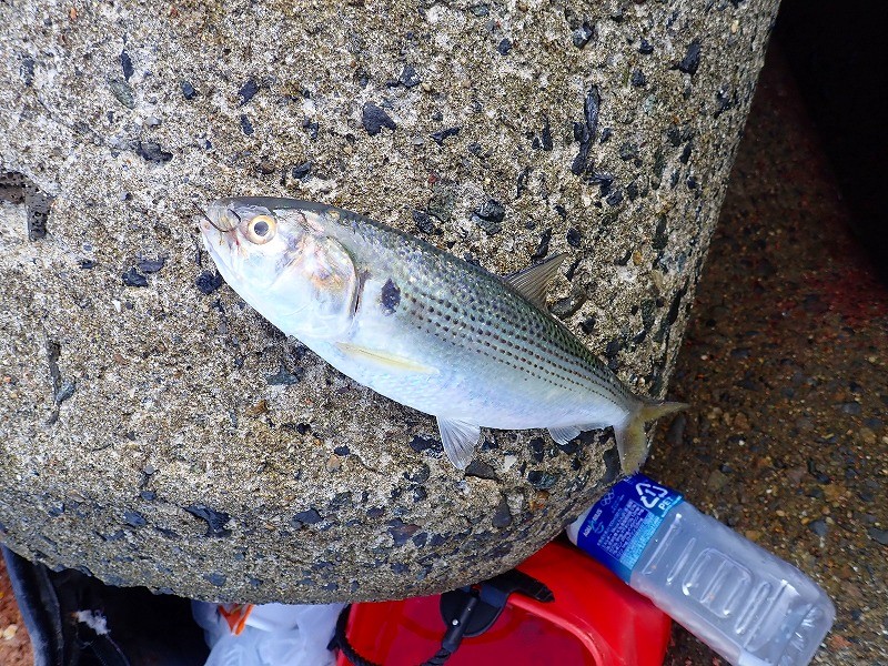 9月の海釣り・堤防釣りで釣れる魚を色々まとめ 釣りおじさんの釣りネタ帳
