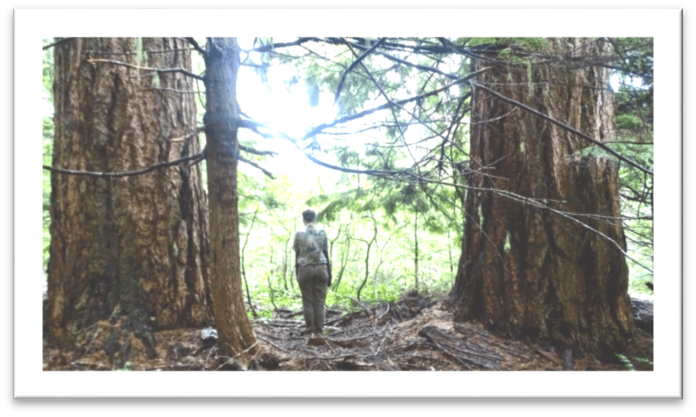 “Umpqua Sweets” Proposed BLM Sale of 2000 acres along the North Umpqua