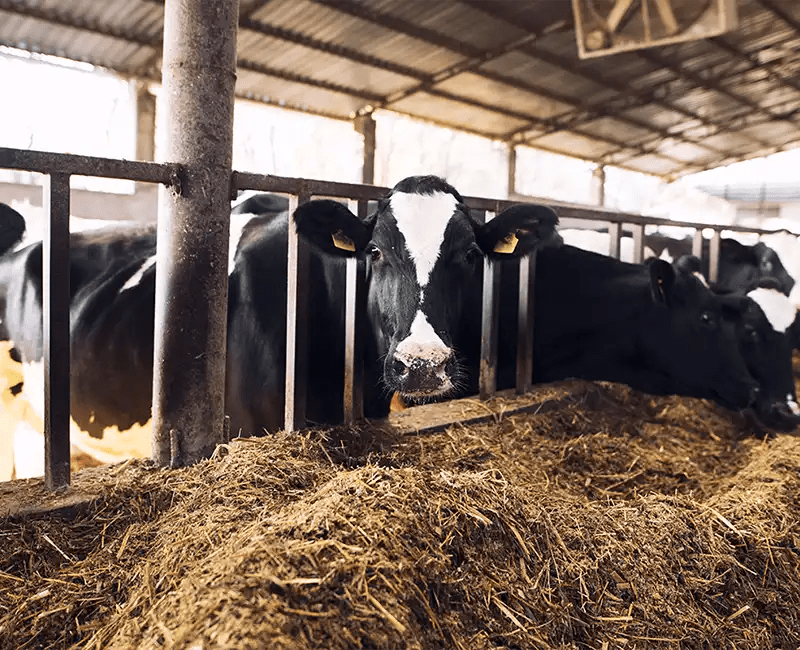 Animal Feed Testing Umwelt Research Lab