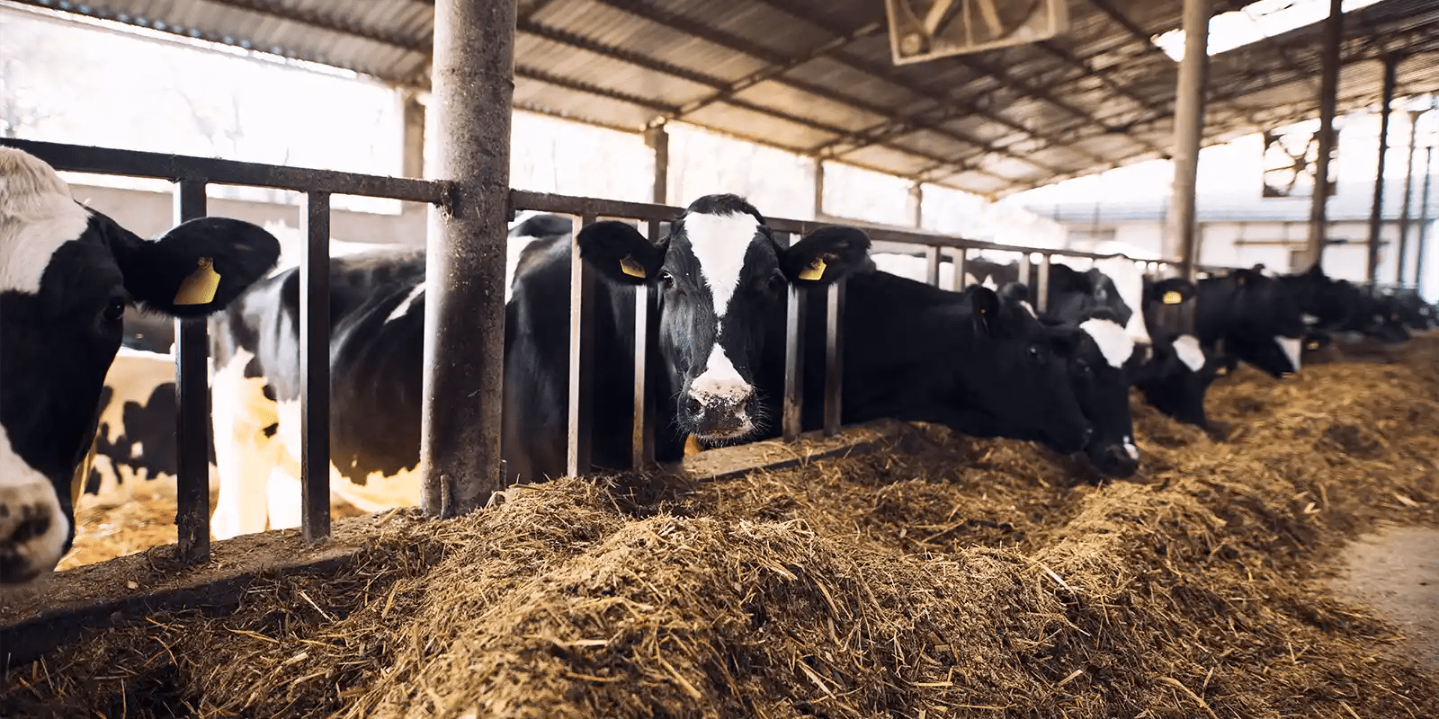 Animal Feed Testing Umwelt Research Lab