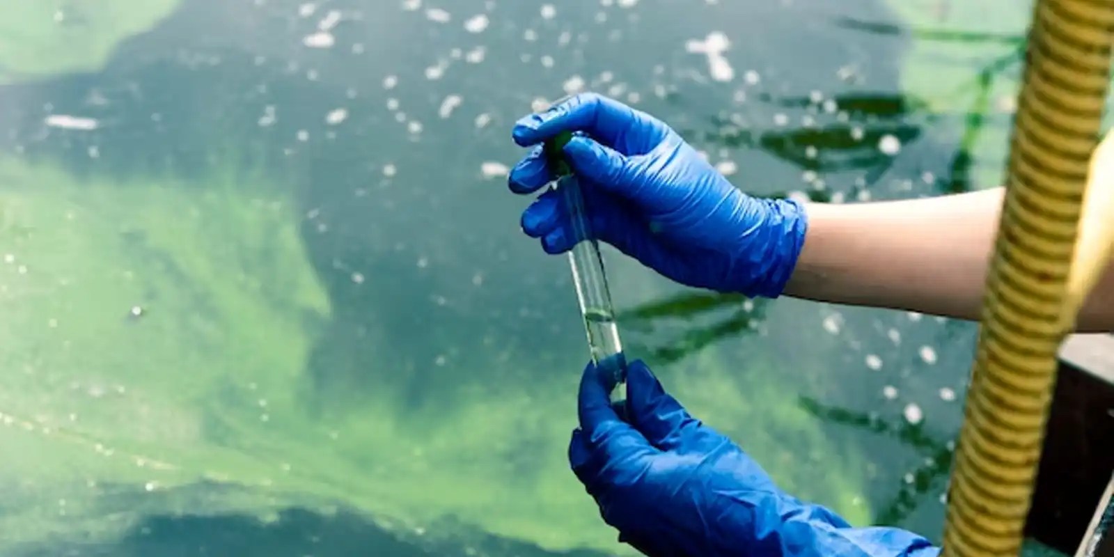 Water Quality Testing Umwelt Research Lab