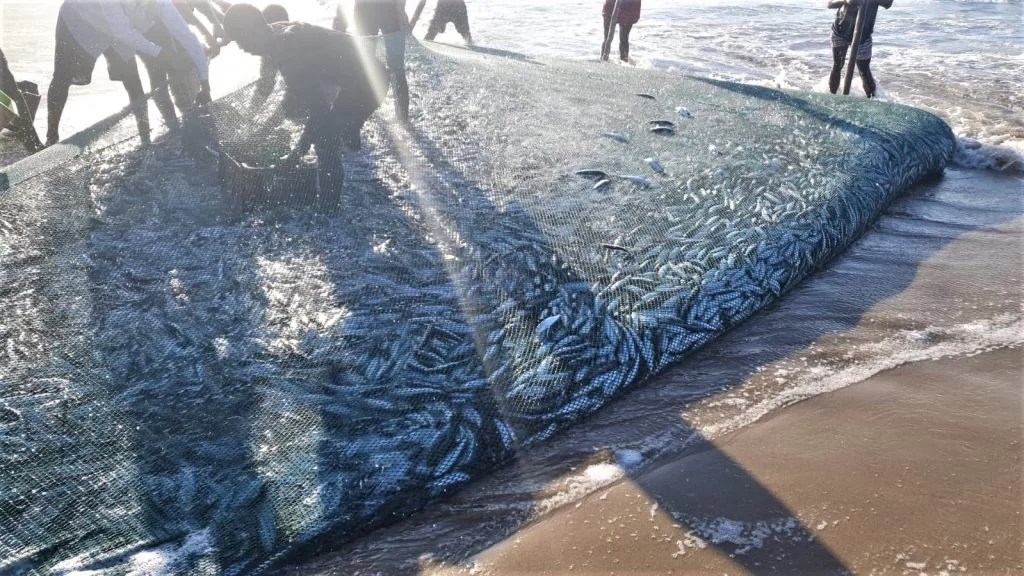 Searching for Sardines by mark Snyman at Port Edward